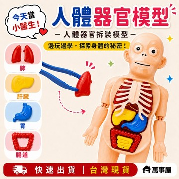 人體模型 器官模型 人體玩具 認知玩具 早教玩具 器官娃娃 解剖玩具 人體器官 人體構造 A0729