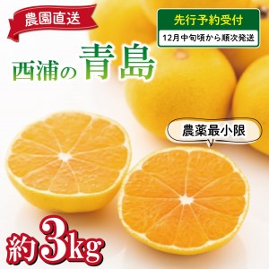 予約受付  みかん 青島 3kg 減農薬 送料無料 西浦 蜜柑 柑橘 オレンジ