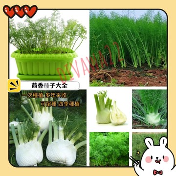 12h出貨 茴香（50粒） 高級香料甜茴香種子100顆23元 種子割茬茴香種子 春秋季多次采收 四季易種 有機茴香種子