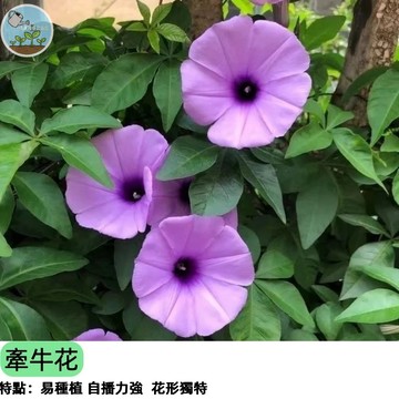🌺【懷舊阿嬤的牽牛花】牽牛花種子 夏季爬藤植物 清晨綻放藍紫花朵 陽台綠廊遮蔭 易種爆花 多年生 花籬笆 庭院美化