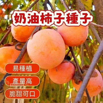 🔥（奶油柿子種子） 當季新籽 發芽率高 新手易種植 營養豐富 脆甜可口 長勢較快 陽台庭院盆栽#超優惠