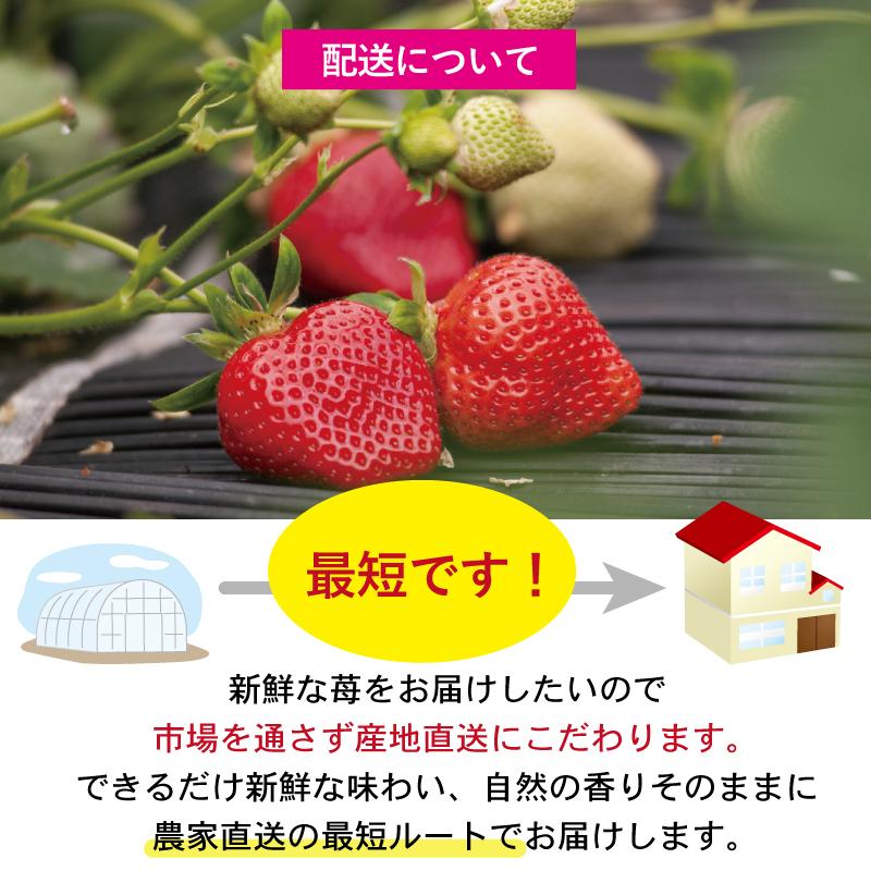 2月上旬発送予定 あまおう 福岡県産 いちご イチゴ 苺 朝採り 農家直送 産地直送 お取り寄せ 甘い 美味しい 濃厚 旬 ご家庭用 ご自宅用 280g×2パック