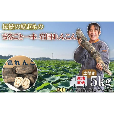 ふるさと納税 由美屋特選！岩国産れんこん5kg(土付き) 山口県岩国市