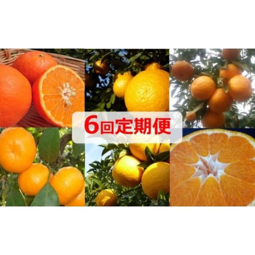 ふるさと納税 香川県 観音寺市 フジカワ果樹園オリジナル・新季節の柑橘セット