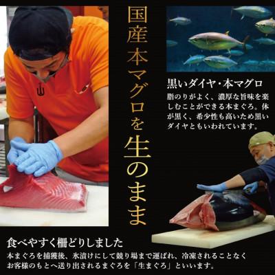 ふるさと納税 越前町 「生本まぐろ」赤身 300g(2〜3柵)