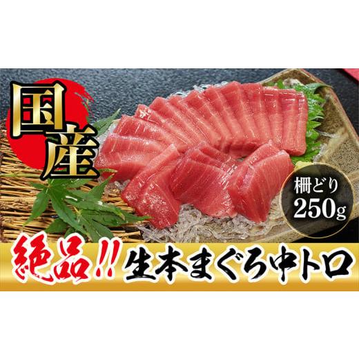 ふるさと納税 福井県 越前市  生本マグロ 中トロ 250g（柵どり）