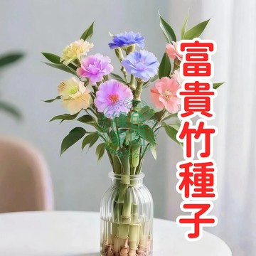 【開運富貴竹種子】 旺宅招財竹苗 室內盆栽植物 風水綠植 好養護 生命力強 觀葉植物 水耕土耕均可 辦公室桌面裝飾