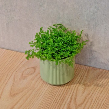 小捲柏 莫蘭迪色系直紋陶盆 室內植物 觀葉植物 禮物 盆栽