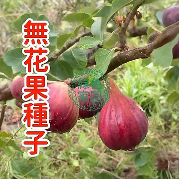現貨現發 【無花果種子】 盆栽水果種子  特大無花果種 耐寒耐旱易養活 甜度高產量 多年生 一次種植 多次採收