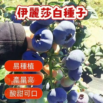 🔥熱銷 伊麗莎白藍莓種子（200粒）矮化藍莓樹種子 陽臺盆栽果園庭院簡單易種 四季高產藍梅樹果 多年生 水果種子 超低價