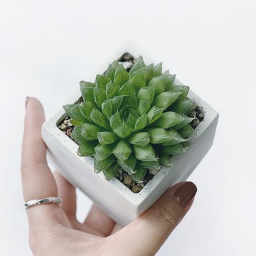 (預購) 白灰漸層系列 | 曲水之宴 百合科 方形水泥多肉植栽