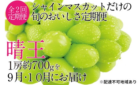 ぶどう 2024年 先行予約 9月・10月発送 シャイン マスカット 晴王 1房 約700g ブドウ 葡萄  岡山県産 国産 フルーツ 果物 ギフト