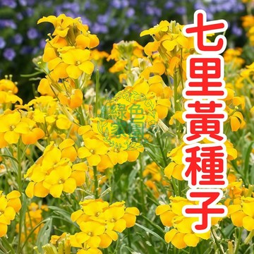 七里黃種子 月橘種子 台灣七里香 香花植物 綠籬種子 盆栽花卉 花香濃郁 開花種子 易種活 景觀樹種 陽台庭院植物