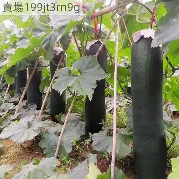 現貨 冬瓜種子（100粒）四季種植毛瓜 早熟冬瓜 迷你毛冬瓜種子 小節瓜種子 蔬菜 冬瓜 早熟高產 四季播種 今季新種子