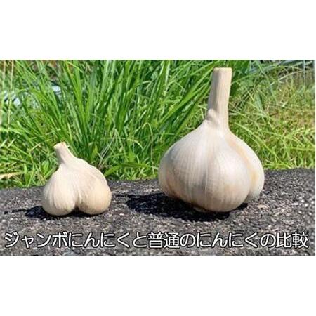 ふるさと納税 ジャンボ黒にんにく150g×3（3か月に1回） 三重県伊賀市