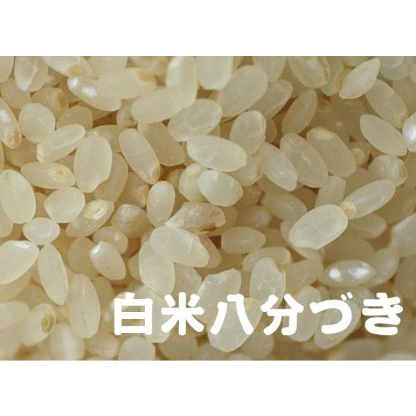 米 ひのひかり 白米 5kg 令和5年産 熊本県 あさぎり町産 安い セール