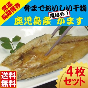 規格外　骨までおいしい干物　かます　　4枚セット