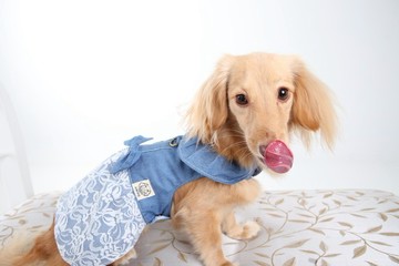 蕾絲牛仔 胸背衣 Among 寵物手作服