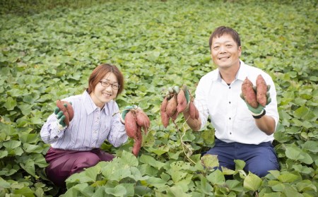 しっとりして甘い　紅はるか10kg｜愛媛県産 伊方町特産 佐田岬 島津農園 さつまいも 紅はるか 焼き芋 スイーツ ※着日指定不可