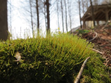 獨家釋出夢幻落羽松民宿急售降價200萬｜苗栗縣大湖鄉富興村