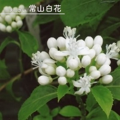 Au Pay マーケット 花の苗物 通販 Lineショッピング