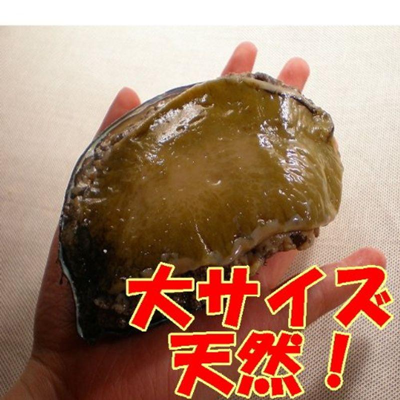 黒アワビより旨い数量・期日限定「活」 天然・蝦夷 アワビ 大中サイズ 1Kg お刺身用 遊廊亭