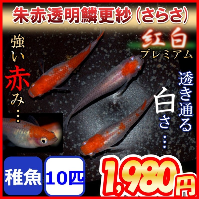 更紗/紅白めだか 稚魚10匹 更紗メダカ 通販 LINEポイント最大GET | LINEショッピング