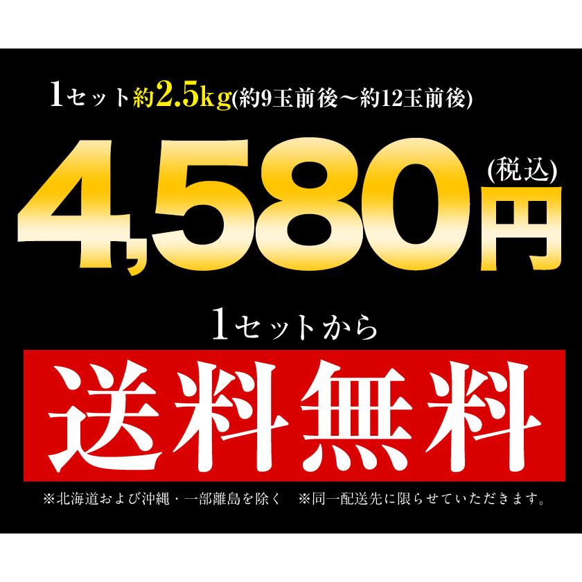 贈答用 天草 みかん 紅まどんな の親品種 約2.5kg 熊本県産 送料無料 旬 みかん 産地直送 お年賀 ギフト 果物 フルーツ 12月中旬-12月末頃発送予定