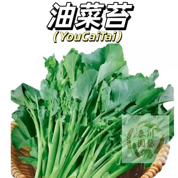 台灣現貨（ 油菜苔種子100粒）板藍根油菜種子 青菜種子 蔬菜白灼油菜苔 田園盆栽庭院陽台 四季種植植物脆甜#蔬菜種子