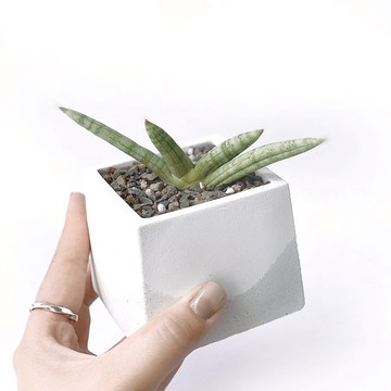 (預購) 白灰漸層系列 | 佛手虎尾蘭 稀有虎尾蘭 方形雙色水泥植栽