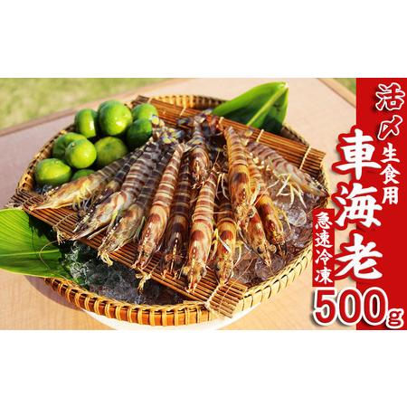 ふるさと納税 活〆冷凍車海老　生食用500g 沖縄県久米島町