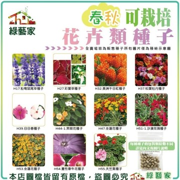 【綠藝家】春秋可栽培花卉種子系列(各包裝數量詳見內文及圖片) 蜀葵 雁來紅 鼠尾草 彩葉草 松葉