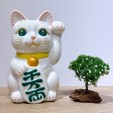 【翡翠靈貓】日本清水燒招財貓 | 花結晶 白 千万両 左
