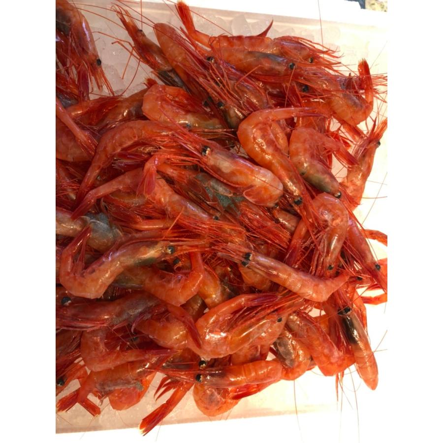 北海道函館噴火湾産　子持ち　甘エビ　500g