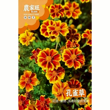 【原廠包裝】孔雀草種子Pacock flower 1克裝 萬壽菊金盞花 驅蟲植物 四季開花 爆盆容易 陽台盆栽 花壇綠化