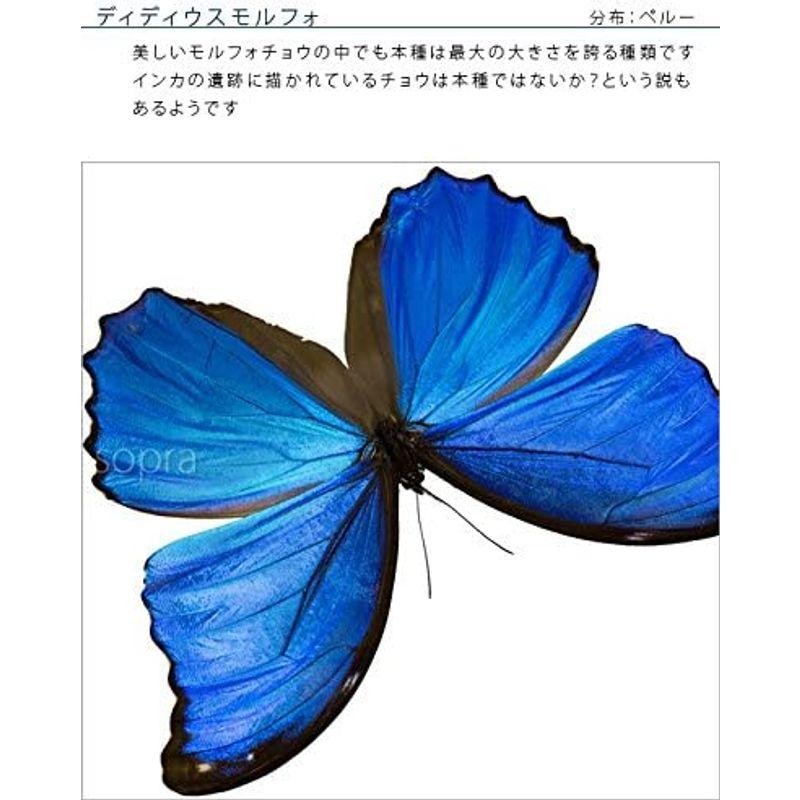 蝶の標本 ディディウスモルフォ Morpho didius モルフォチョウ