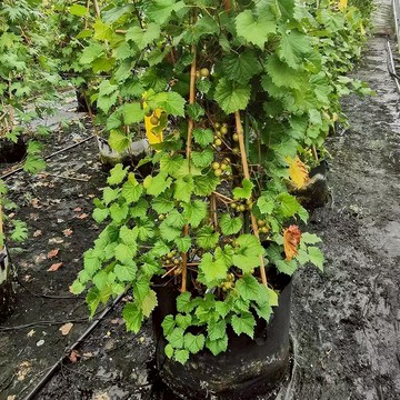 青禾園藝（紅寶石葡萄種子）當季新種 發芽率高 產量高 陽台花園庭院多年生爬藤葡萄水果種子農家自留種#超優惠