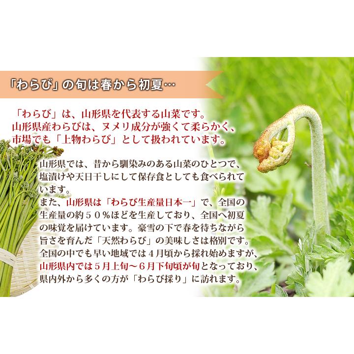 山形県産 山菜 天然わらび 蕨 生ワラビ 生わらび 10kg 送料無料 天然 村山市 山形 ワラビ