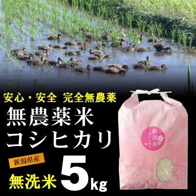 無洗米 農薬無使用 コシヒカリ 5kg   希少米 合鴨農法 新潟 岩船産 令和5年産 新米   人気 おいしい 新潟米 こしひかり 送料無料