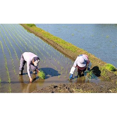 ふるさと納税 白子町 令和5年産・宗島商店の白子町産コシヒカリ20kg