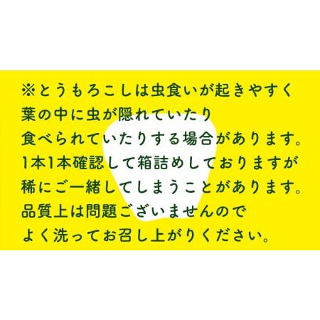 ふるさと納税  朝採り 白い とうもろこし ピュアホワイト 約 6kg トウモロコシ 期間限定 甘い 生食.. 茨城県八千代町