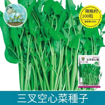 【原裝100粒】三叉空心菜種子白梗空心菜柳葉空心菜種子四季播種耐熱蔬菜割茬水培青桿小葉空心菜特色蔬菜種子