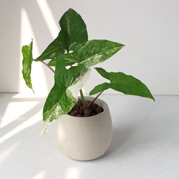 植栽 盆栽l 大理石合果芋 百搭胖U水泥盆  植物山水畫般葉片 散光