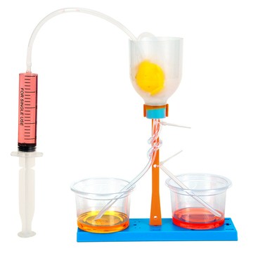 「雙成教具」科學小實驗diy腎單位模型腎過濾科技小製作初中模擬尿液形成過程