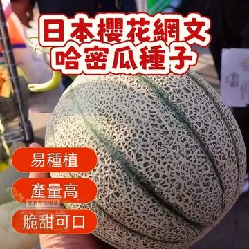 🔥熱銷 日本櫻花網文哈密瓜種子（瓜中之王）易種植 產量高 哈密瓜種子 四季播種高產好養水果種子