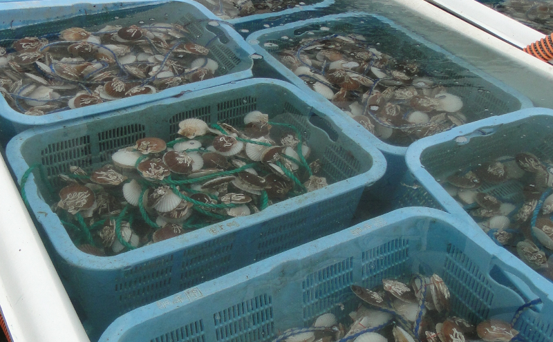 北海道 豊浦町 殻付き 三年貝 ホタテ 4kg ×2箱 ほたて 貝 海鮮 海 帆立 噴火湾