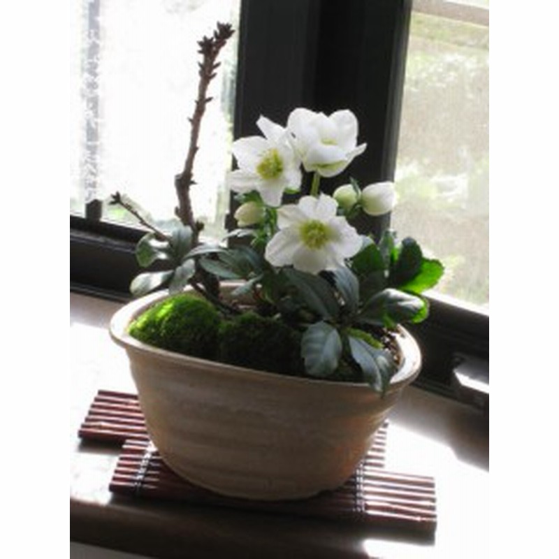 冬の贈り物 幸せギフト 盆栽 桜と クリスマスローズの寄せ植え 通販 Lineポイント最大1 0 Get Lineショッピング