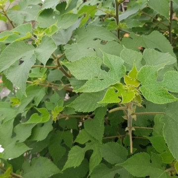 P老闆水族~構樹 鹿仔樹 100克 鳥 陸龜 兔 鼠 蜥蜴 自然食材