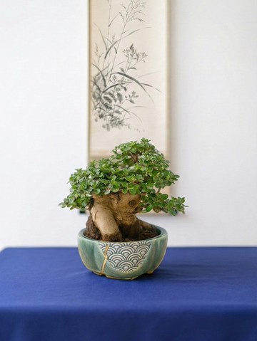 小品盆栽・米葉壽娘子