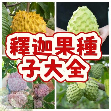 💥釋迦種子（5粒）甜過初戀 五款釋迦果種子 本土鳳梨牛奶果又名番荔枝庭院果園種植種子 四季種植 水果種籽